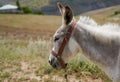 White donkey asinus in Latin is standing under the sun Royalty Free Stock Photo