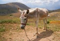 White donkey asinus in Latin Royalty Free Stock Photo