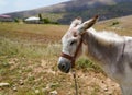 White donkey asinus in Latin Royalty Free Stock Photo