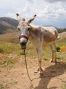 White donkey asinus in Latin Royalty Free Stock Photo