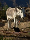 White donkey and black cat Royalty Free Stock Photo
