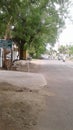 White donkey drinking water in the street