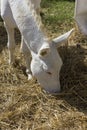 White donkey eating hay outdoor Royalty Free Stock Photo