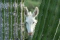 White donkey hiding in baja california sur giant cactus in desert Royalty Free Stock Photo