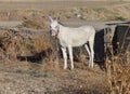 A Donkey-Horse in the dry Extremadura - Spain