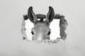 White donkey peeking out of a hole in a gray wall Royalty Free Stock Photo