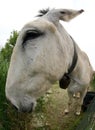 white donkey photographed with a fisheye lens that allows a wide Royalty Free Stock Photo