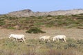 White donkey, resident only island asinara, sardinia italy Royalty Free Stock Photo