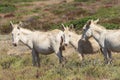 White donkey, resident only island asinara, sardinia italy Royalty Free Stock Photo