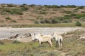 White donkey, resident only island asinara, sardinia italy Royalty Free Stock Photo