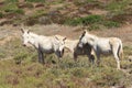 White donkey, resident only island asinara, sardinia italy Royalty Free Stock Photo