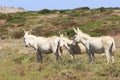 White donkey, resident only island asinara, sardinia italy Royalty Free Stock Photo