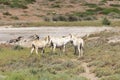 White donkey, resident only island asinara, sardinia italy Royalty Free Stock Photo