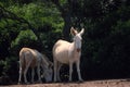 White donkeys from Asinara. (Equus asinus). Asinara Island Sardinia Italy Royalty Free Stock Photo