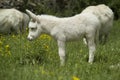 White donkeys from Asinara. (Equus asinus). Burgos. Sassari. Sardinia. Italy Royalty Free Stock Photo