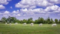 White donkeys on the green pasture