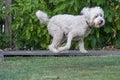 White doodle walking in park