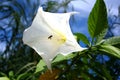 White dope flower and a small bee