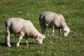 White Dorper sheep lambs grazing Royalty Free Stock Photo