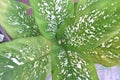 White dot leaf of indoor plant