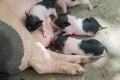 White dotted piggy is sleeping happily and feeding milk Royalty Free Stock Photo