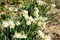 White Double Daffodil.