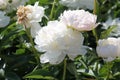 White double flower of Paeonia lactiflora cultivar Amalia Olson close-up