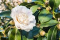 White double-flowered hybrid camellia flower Royalty Free Stock Photo