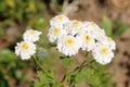 White double flowers of Achillea ptarmica or European pellitory