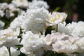 White double flowers of Paeonia lactiflora cultivar Amalia Olson