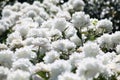 White double flowers of Paeonia lactiflora cultivar Amalia Olson