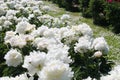 White double flowers of Paeonia lactiflora cultivar Amalia Olson