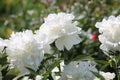 White double flowers of Paeonia lactiflora cultivar Duchesse de Nemours. Flowering peony plant in garden