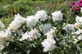 White double flowers of Paeonia lactiflora cultivar Duchesse de Nemours. Flowering peony plant in garden Royalty Free Stock Photo