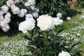 White double flowers of Paeonia lactiflora cultivar Galina Ulanova