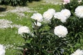 White double flowers of Paeonia lactiflora cultivar Galina Ulanova