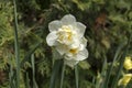 White double narcissus poeticus in bloom Royalty Free Stock Photo