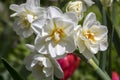 White double narcissus poeticus in bloom Royalty Free Stock Photo