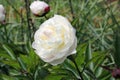 White double peony flowers