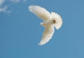 White dove Royalty Free Stock Photo