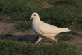 White dove