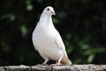 White dove