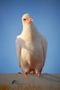 White dove Royalty Free Stock Photo