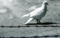 White dove ad wire