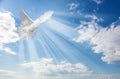 White dove against blue sky with white clouds Royalty Free Stock Photo