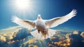 White dove against sky with clouds freedom sunshine peace sun purity background Royalty Free Stock Photo