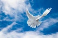 White Dove in the air with wings wide open in-front of the sky Royalty Free Stock Photo