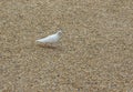 White dove on a background of sand, pebbles, isolated white pigeon Royalty Free Stock Photo