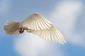 White dove in beautiful light flies open its wings