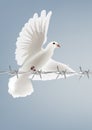 White dove bird in flight with piece of barbed wire
